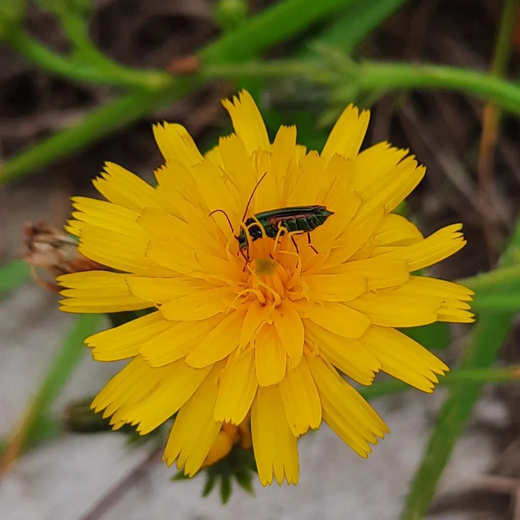 Wahrscheinlich ein Grüner Scheinbockkäfer