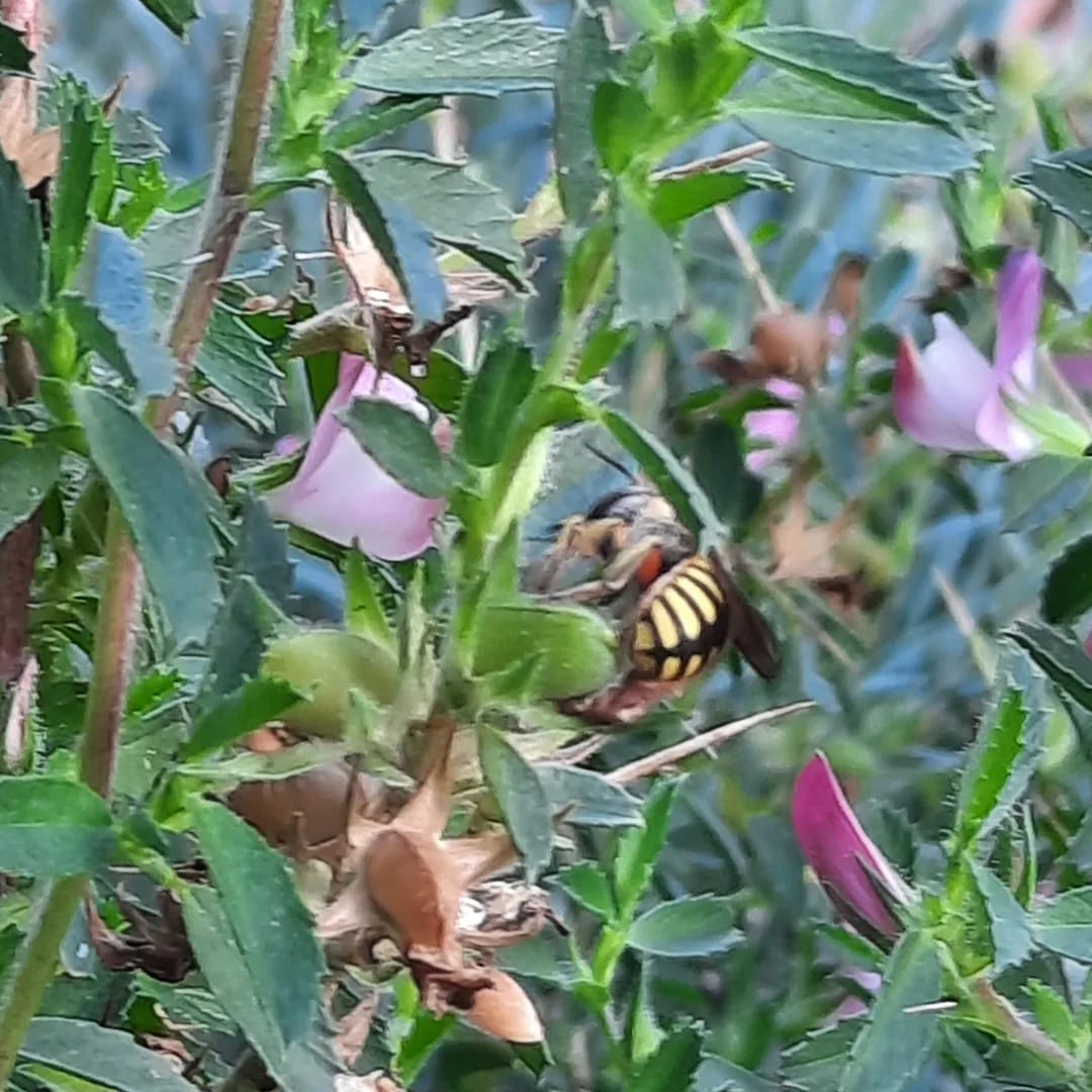 Garten-Wollbiene an den Blüten des Dornigen Hauhechels