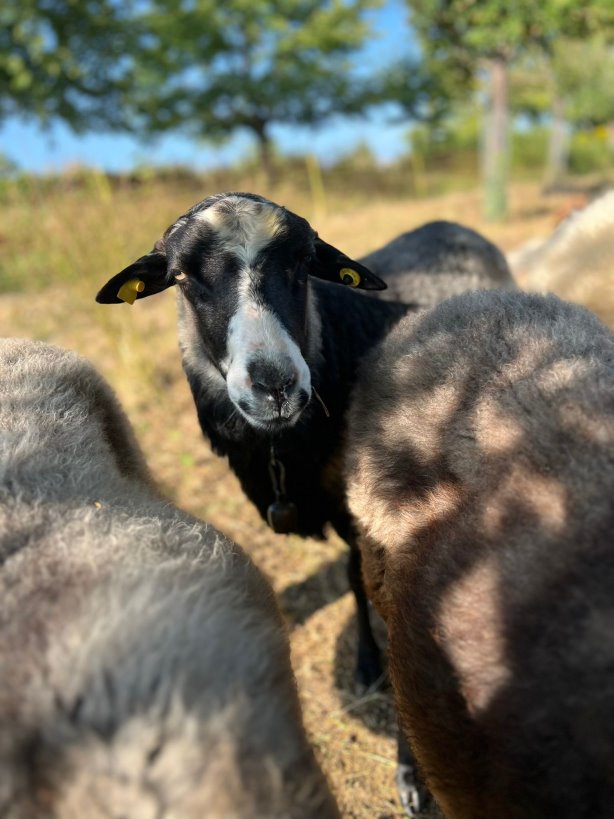 Schwarzes Schaf mit weißer Schnauze steht zwischen zwei weiteren Schafen, im Hintergrund ein Baum