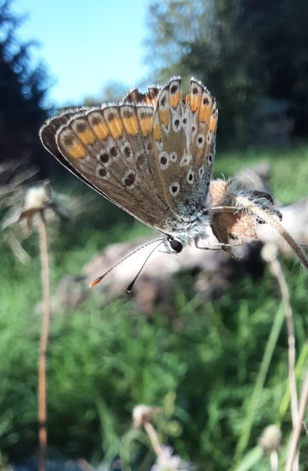 Sonnenröschen-Bläuling, im Hintergrund sind in Umrissen die Grasfläche, Bäume und der blaue Himmel zu sehen.