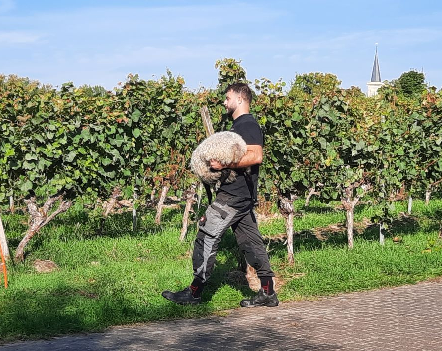 Schaf wird zur Herde getragen