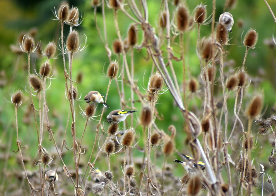 Mehrere Stieglitze auf abgestorbenen Kardenstängeln mit Samenständen