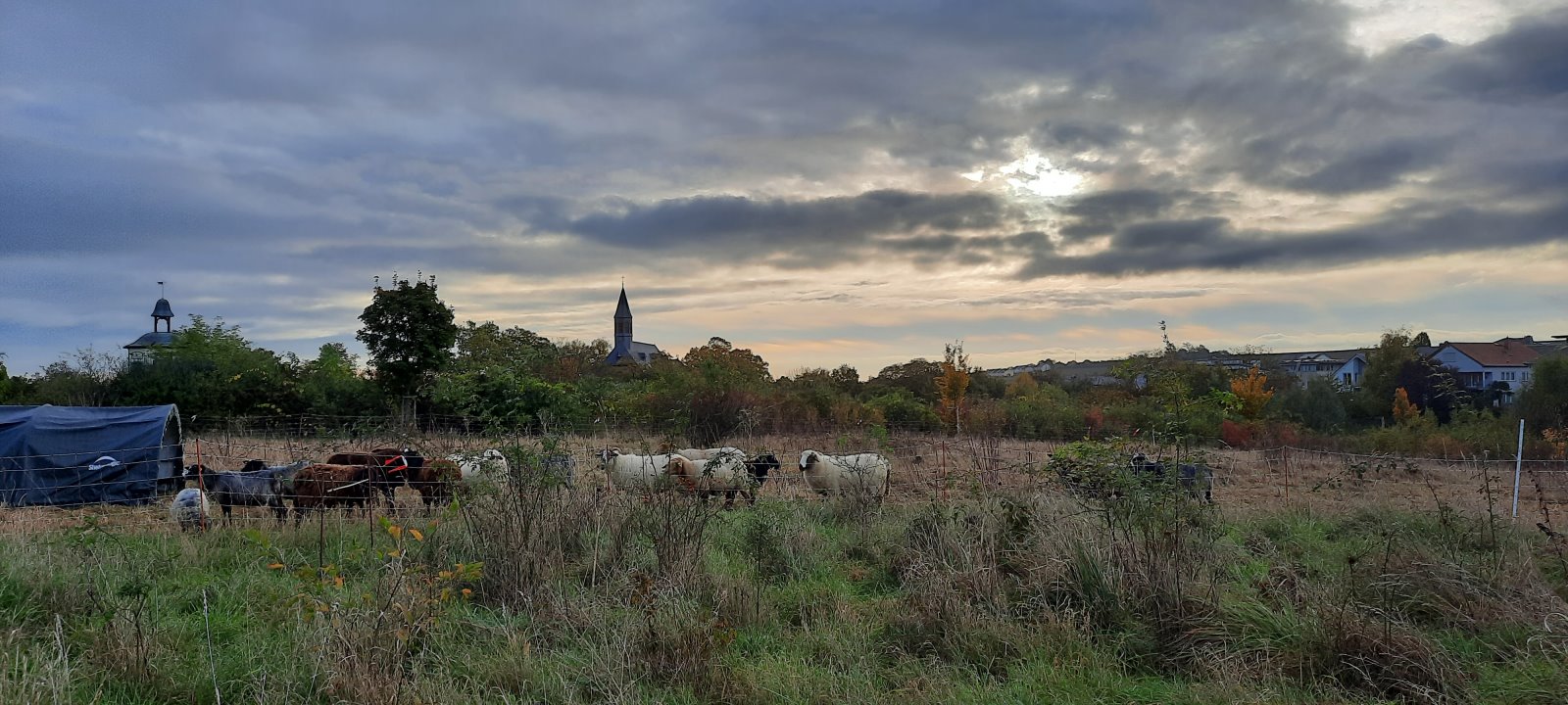 Schafe vor Kapelle Maria Oberndorf