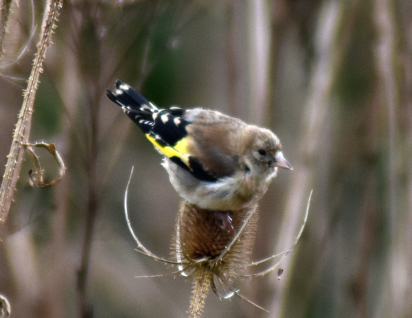Weiblicher Stieglitz sitzt auf abgeblühter Karden-Blüte