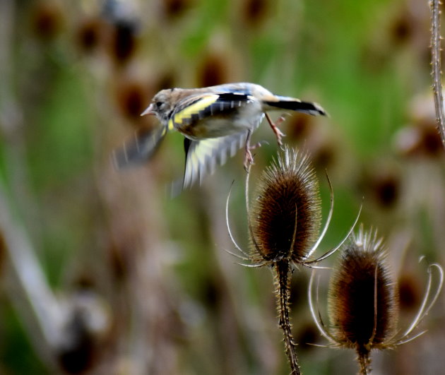 Distelfink fliegt von Samenstand der Karde los