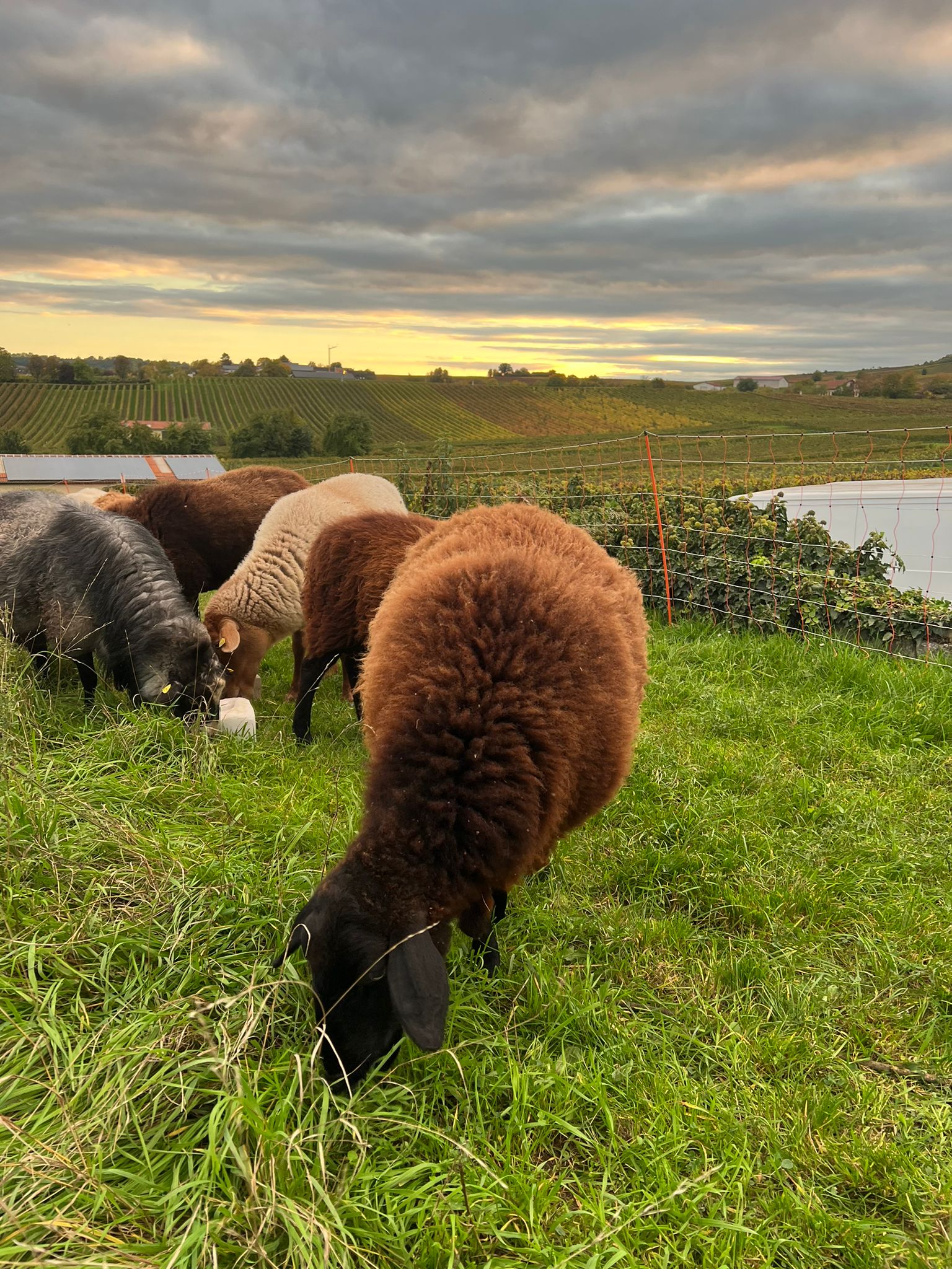 Schafe auf der Wiese