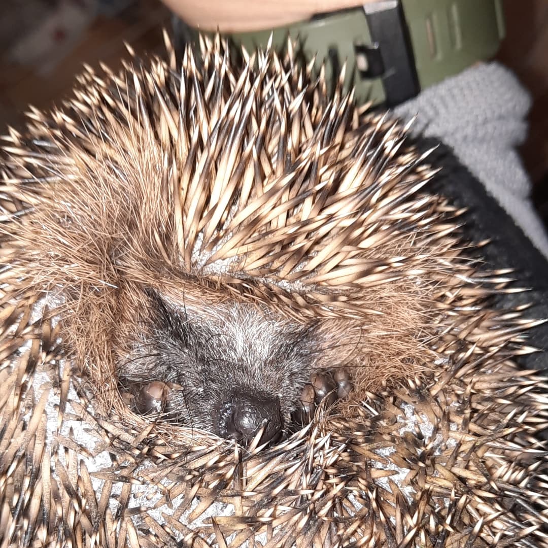 Igel zusammengerollt, das Gesicht und die Krallen schauen nur hervor