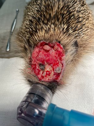 Mit schwerer, blutiger Kopfverletzung