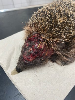 Igel mit schwerer Kopfverletzung