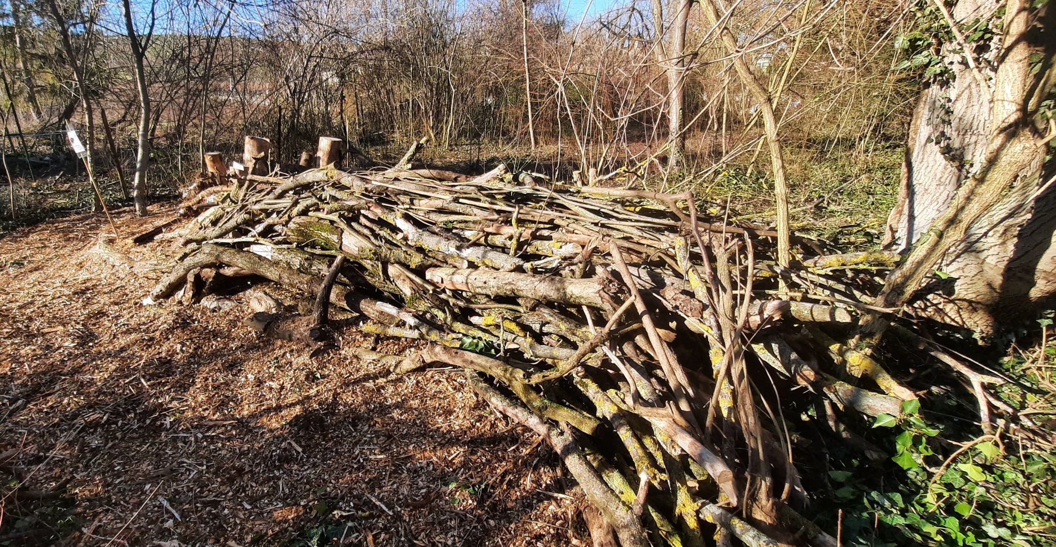 Zu sehen ist am rechten Bildrand der Stamm vom abgestorbenen Walnussbaum. Daran schließt sich direkt ein Wall aus geschwungen aufgestapelten Hölzern an, der sich bis zum Käferkeller erstreckt.