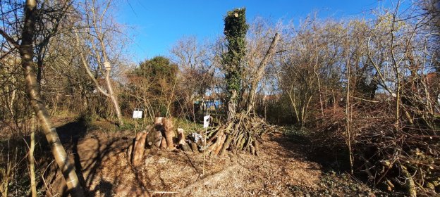 Ein Blick auf den fertigen Totholz-Bereich: Zu sehen ist im Hintergrund der Walnuss-Stamm, der von ökologisch wertvollem Strauchefeu bewachsen ist. Links davon sieht man einen Baum, an dem wir einen Fledermaus-Spaltkasten angebracht haben. Und im Vordergrund sieht man sowohl Käferkeller als auch Totholz-Wall.