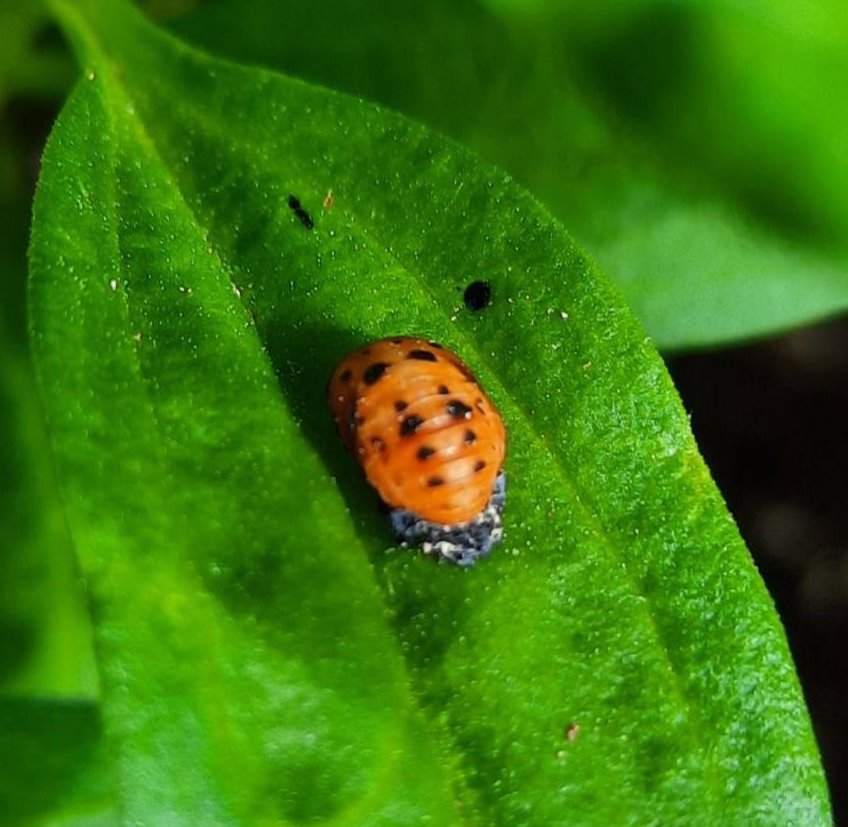 Puppe eines Siebenpunkt-Marienkäfers