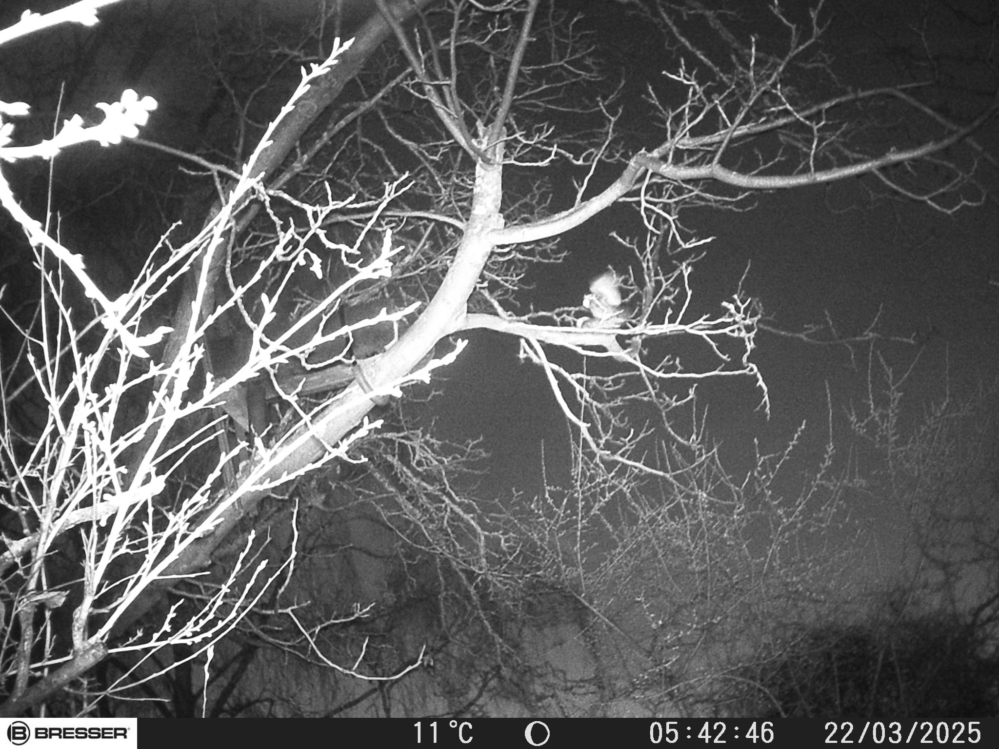 Käuze bei der Paarung