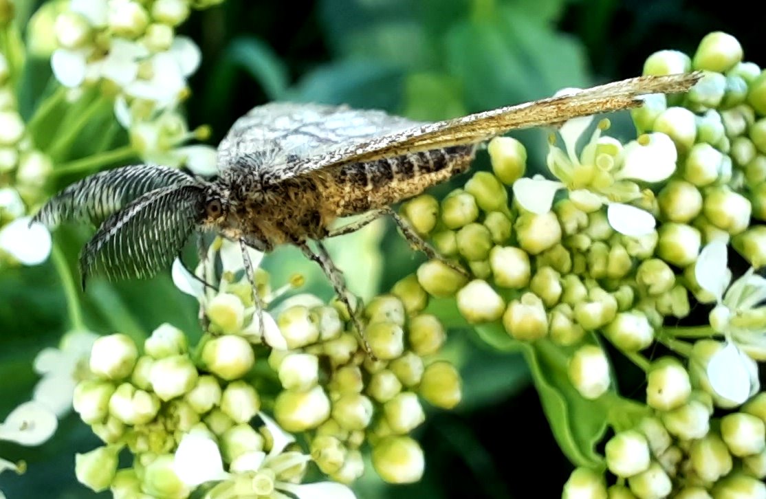 Männlicher Heidespanner, erkennbar an den Fühlern (doppeltgekämmt) und meist hell gelbbrauner Flügelgrundfarbung