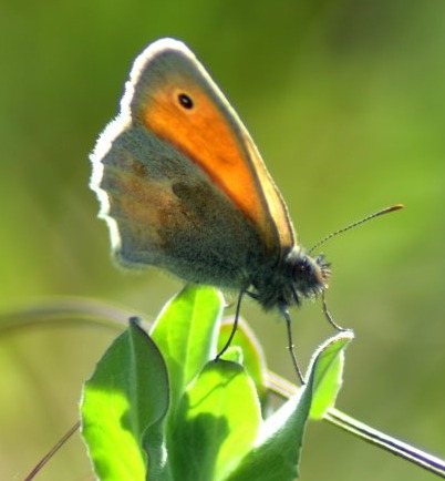 Kleines Wiesenvögelchen