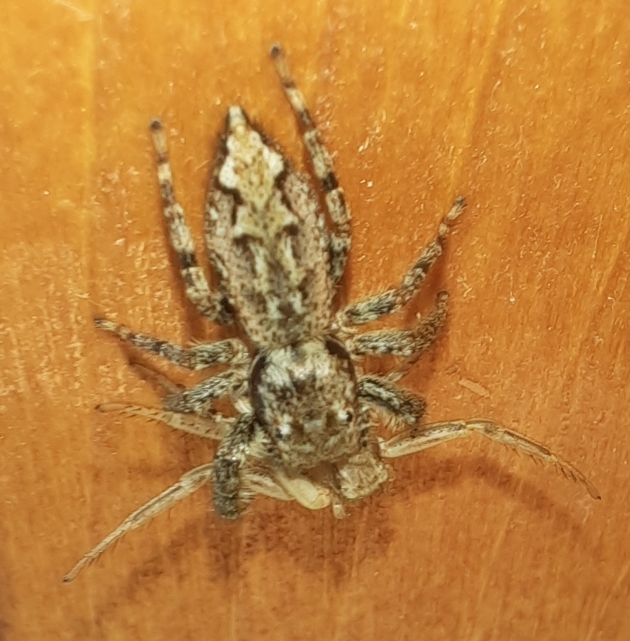 Rindenstreckspringer hat Buschkrabbenspinne gefangen