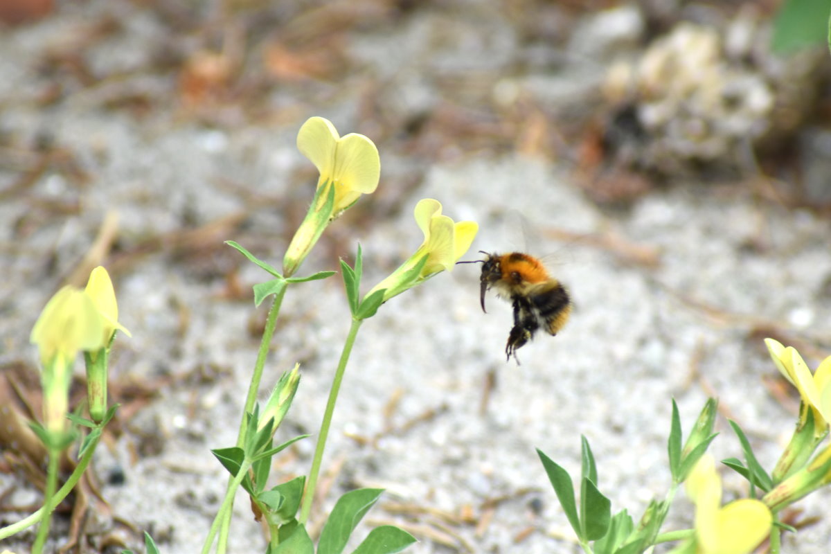 Eine Ackerhummel an den Spargel-Platterbsen-Blüten