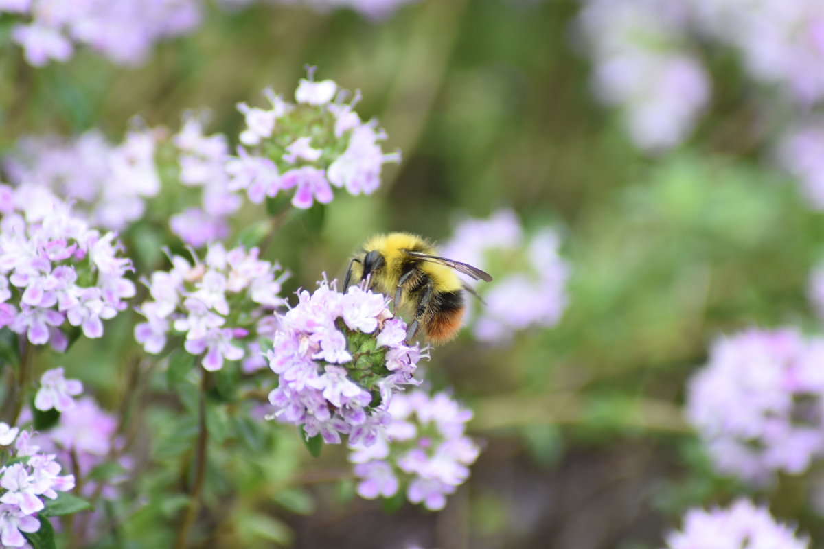 Eine Wiesenhummel im Thymian