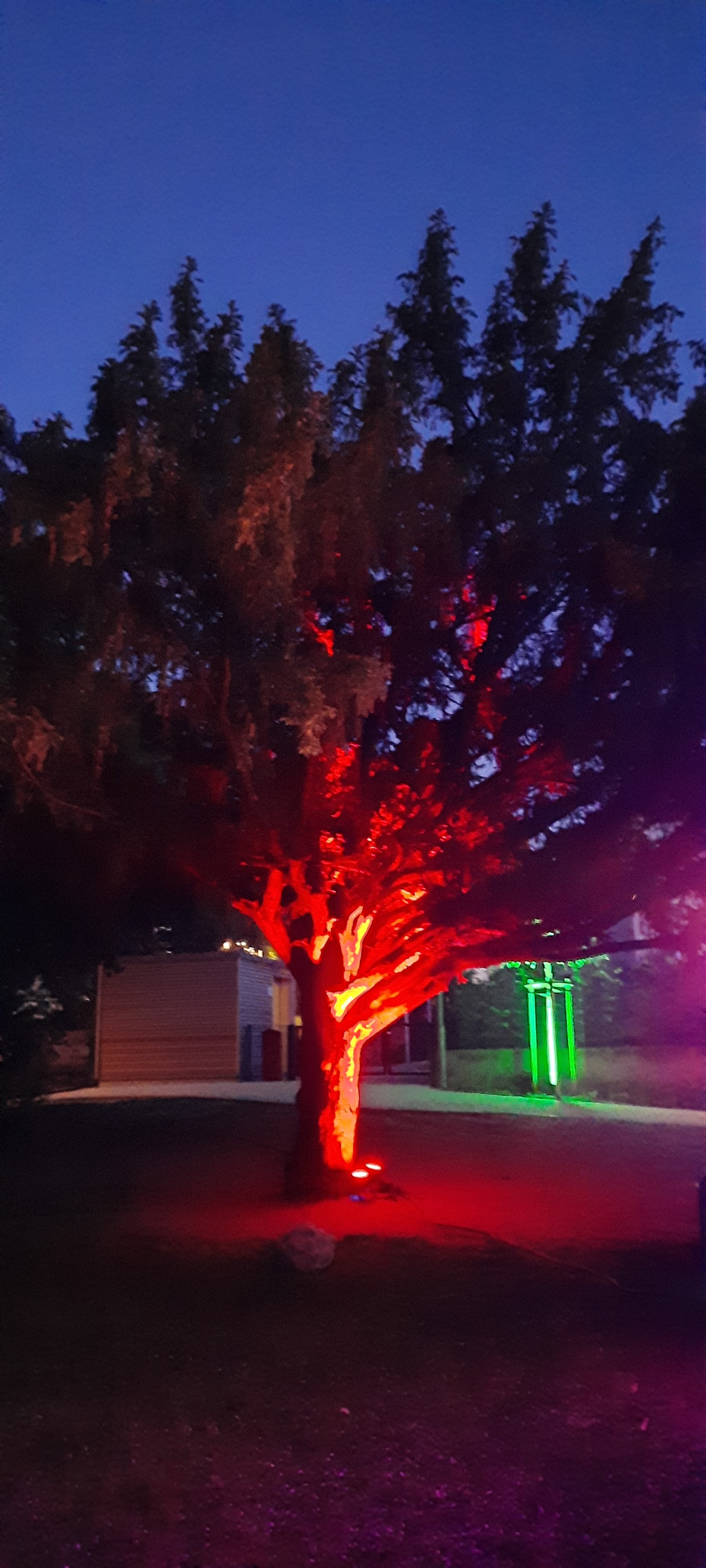 Alte Eibe als Teil der Licht-Installation