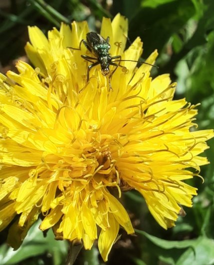 Grüner Scharbockskäfer auf Blüte