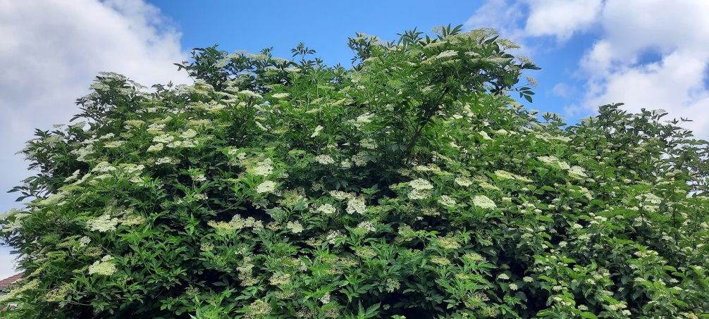 Holunder und Hartriegel blühen