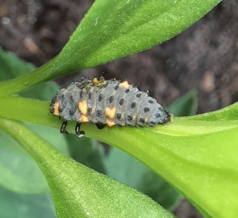 Larve eines Siebenpunkt-Marienkäfers
