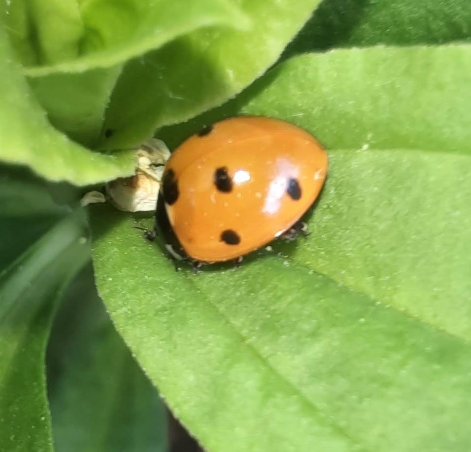 Siebenpunkt-Marienkäfer