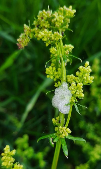 Nachwuchs einer Schaumzikaden-Art