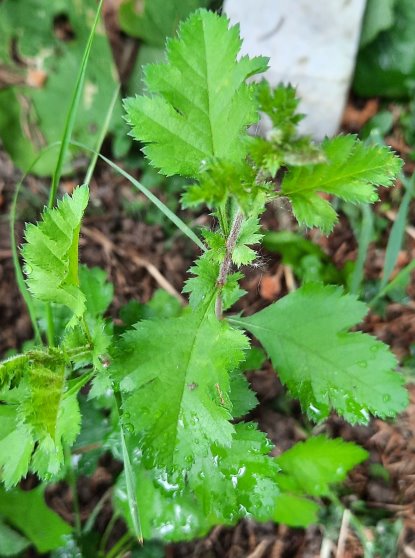 Eingrifflinger Weißdorn - wild gewachsen