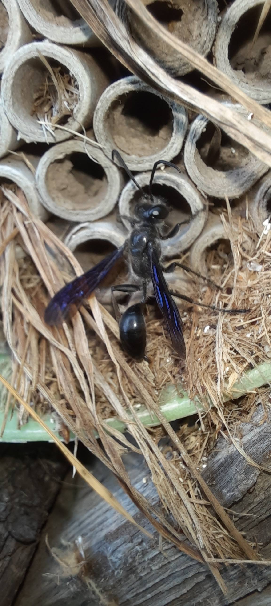 Zu sehen ist der Stahlblaue Grillenjäger. Er trägt Grillen in die Niströhren, um dort seine Brut abzulegen. Diese ernährt sich vond en Grillen.