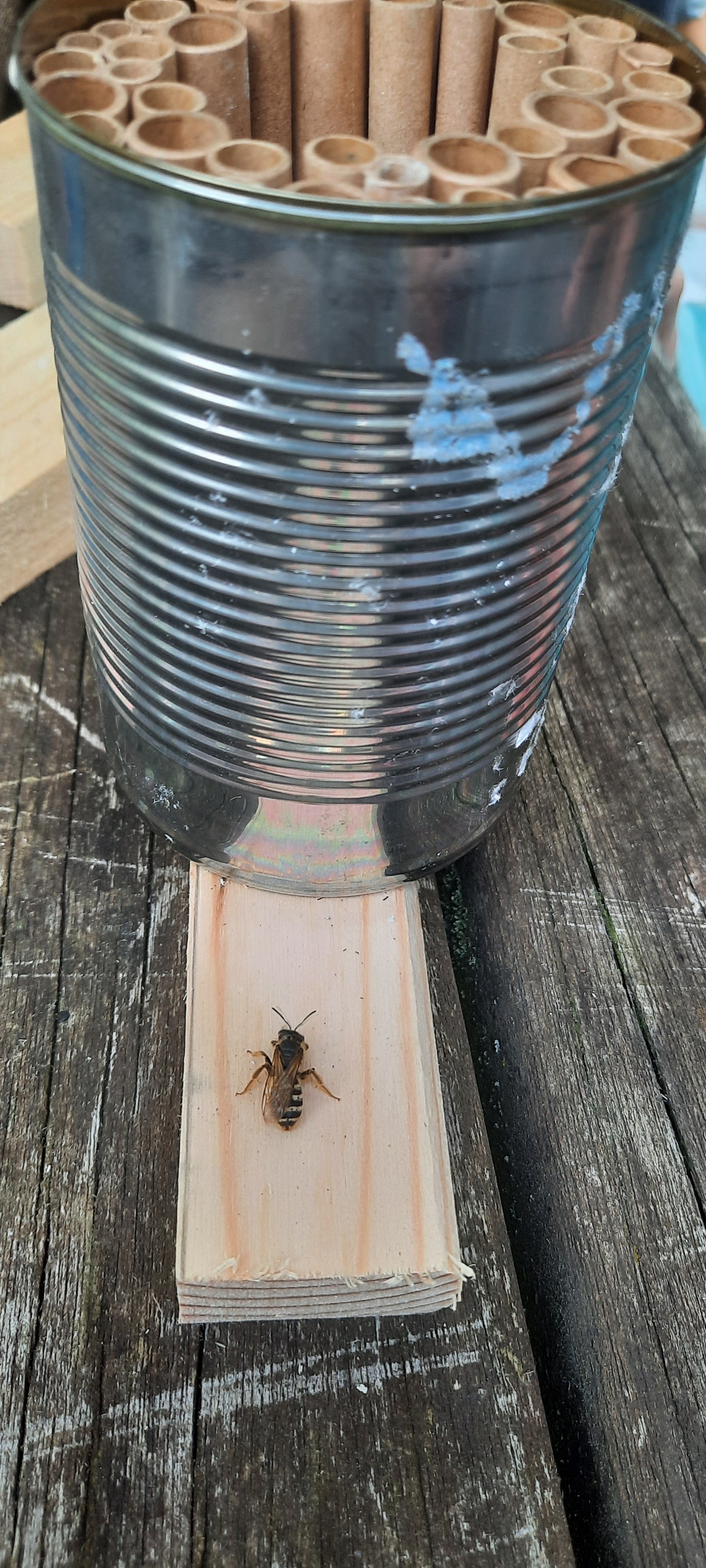 Eine Gelbbindige Furchenbiene sitzt einem Brett neben der Wildbienen-Nistdose.