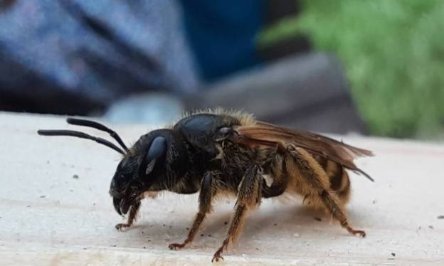 Zu sehen ist eine Gelbbindige Furchenbiene