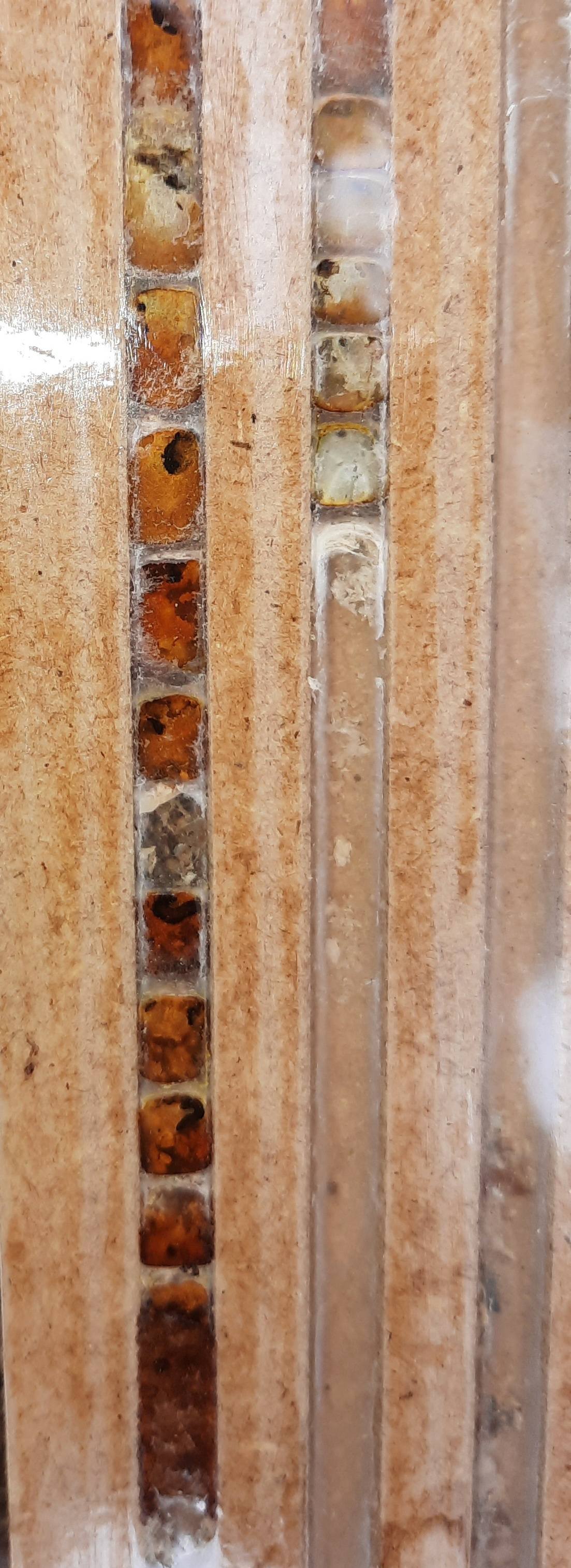 Zu sehen ist ein Blick in einen Schaukasten, der Wildbienenbrut zeigt.Man erkennt hier eindeutig auch die einzelnen Kammern.