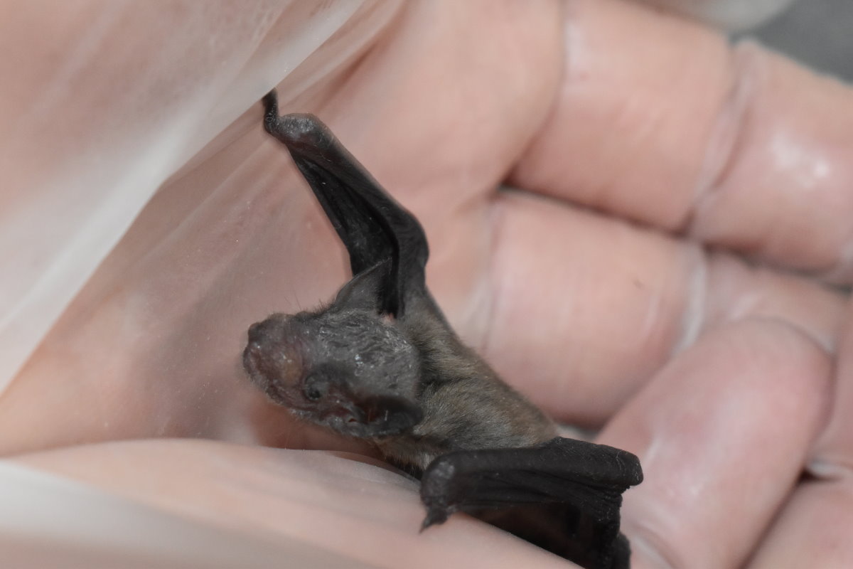 Fledermaus sitzt geschützt in der Hand