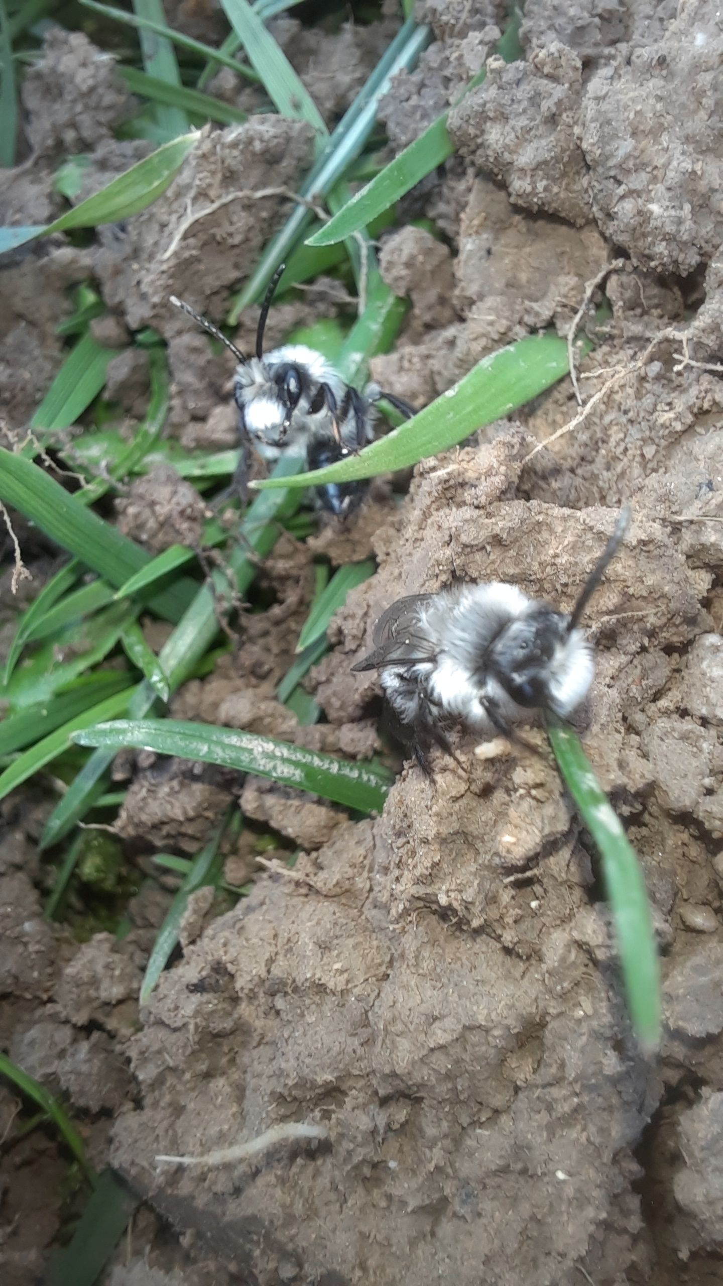 Zwei Grauschwarze Düstersandbiene sitzen an der Erde