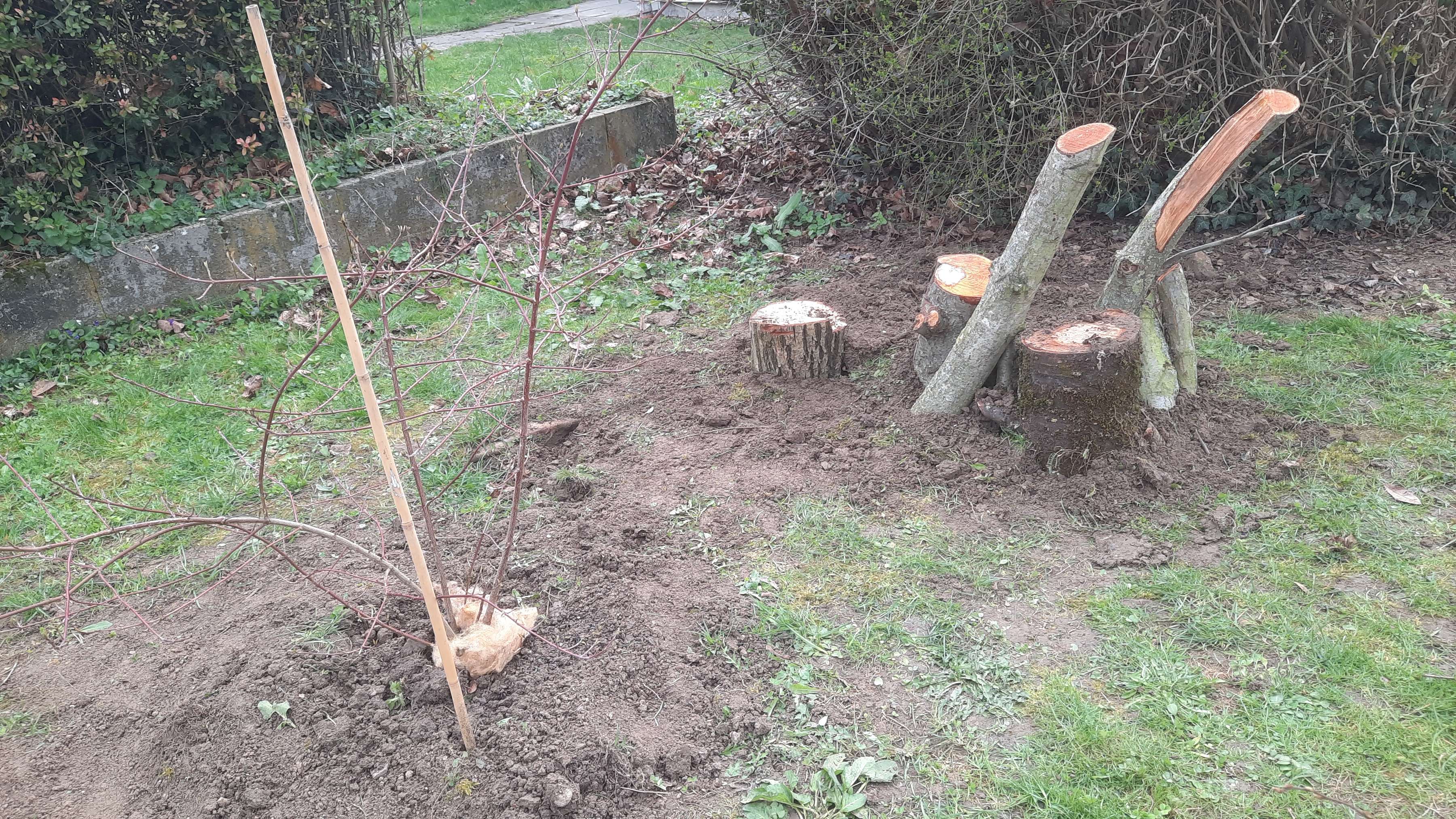 Totholzbereich aus Kirschbaum-Ästen