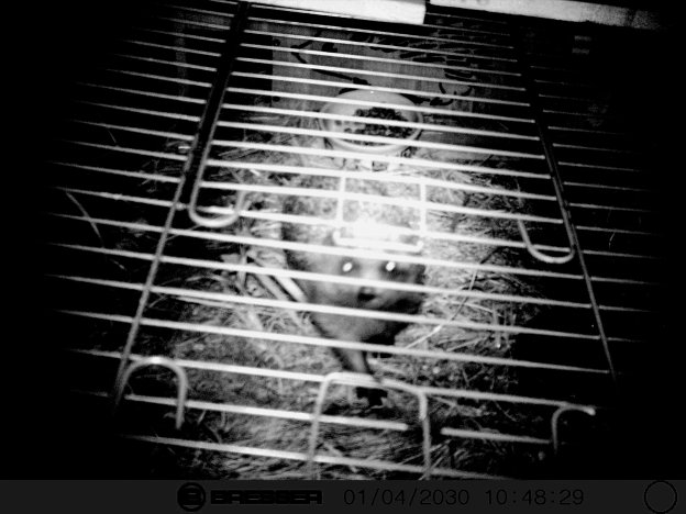 Igel in der Nacht