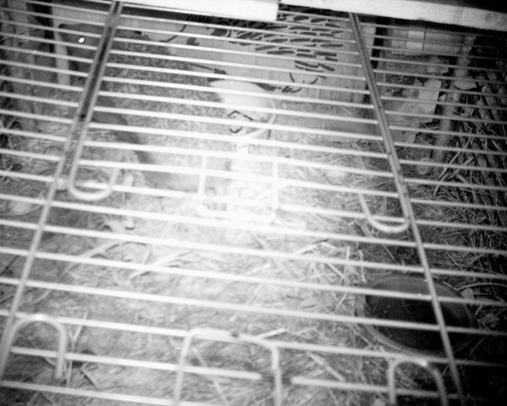 Igel in der Nacht