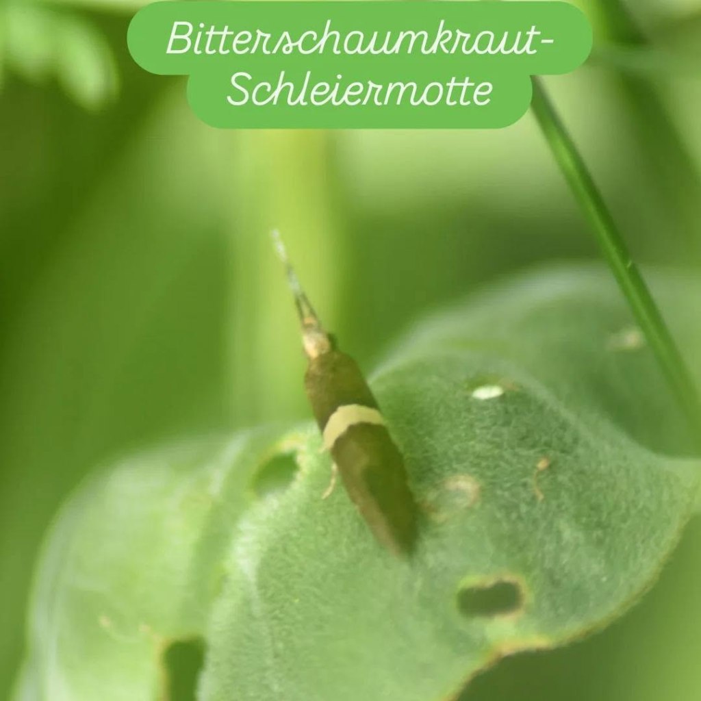 Bitterschaumkraut-Schleiermotte
