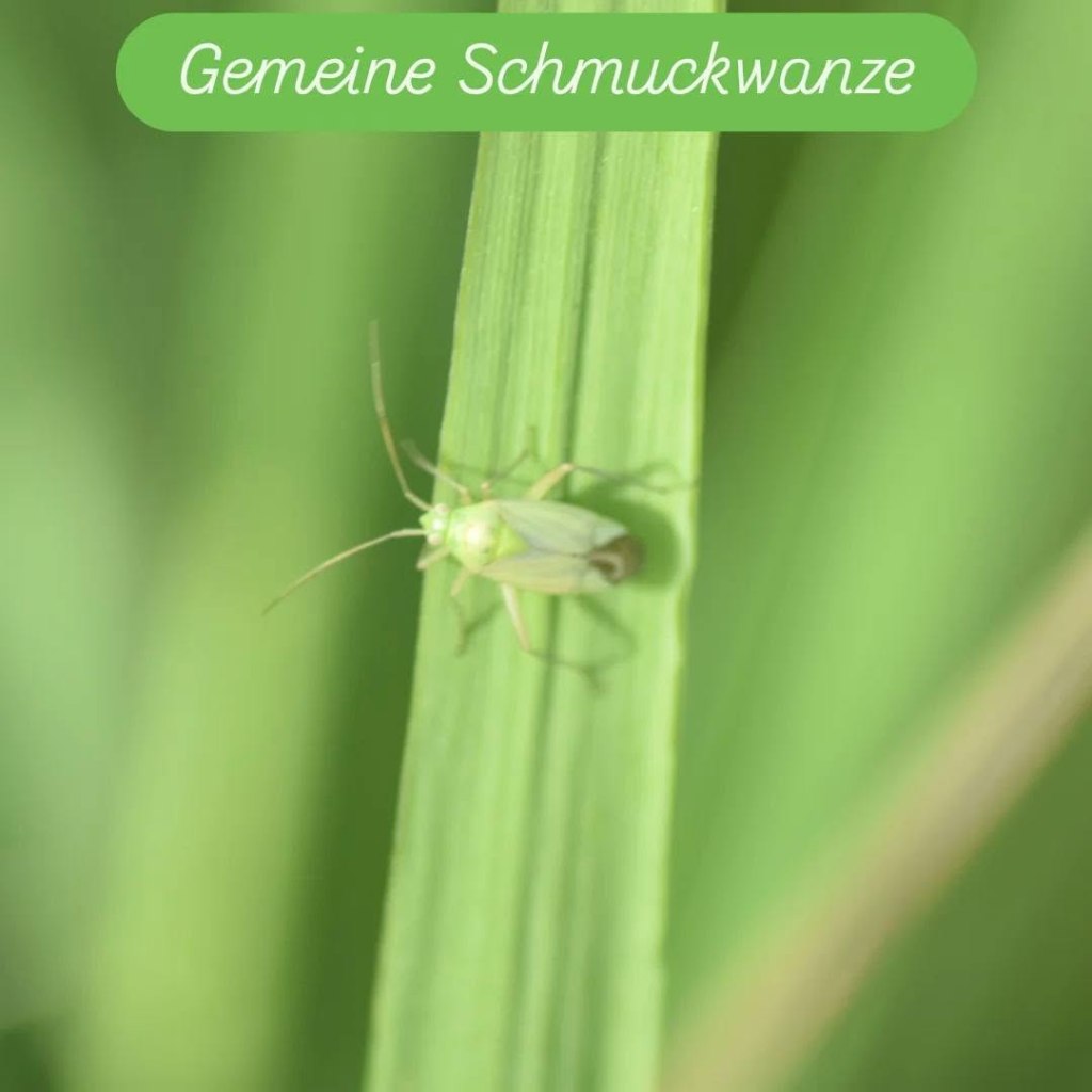Gemeine Schmuckwanze