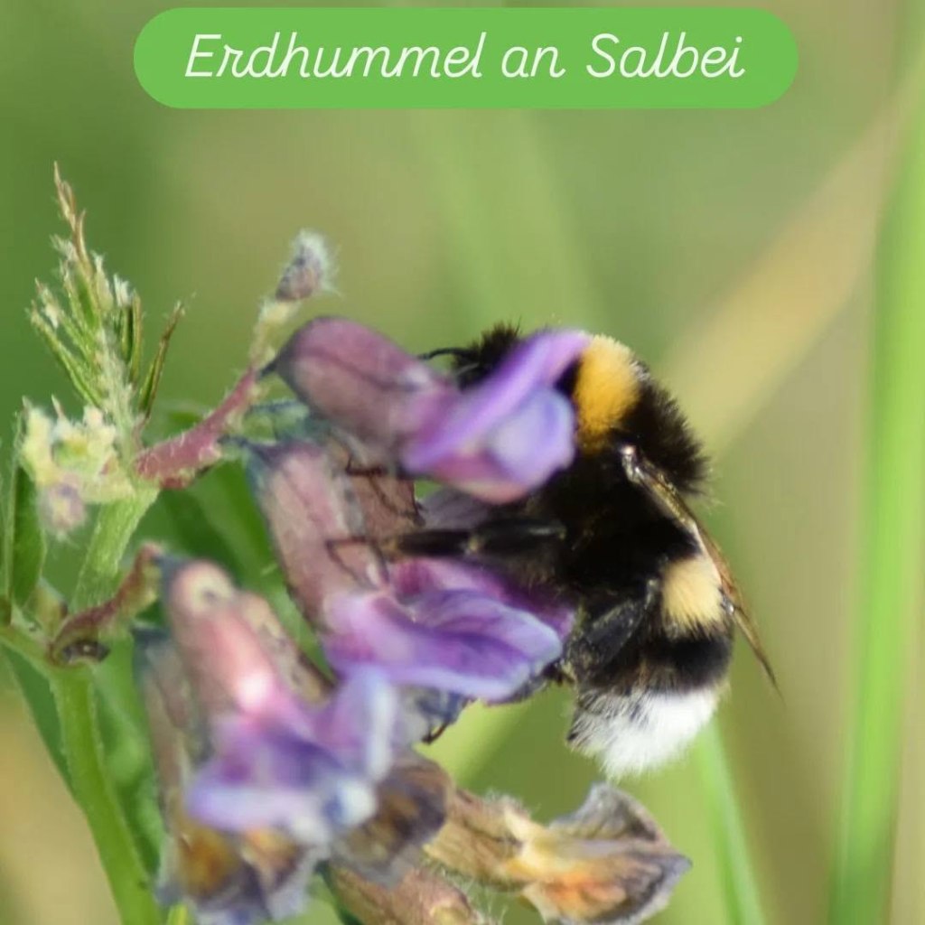 Erdhummel