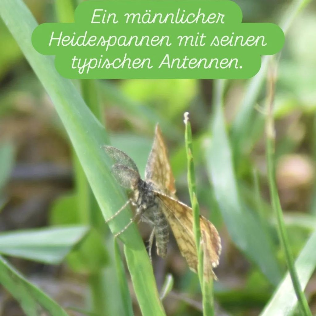 Heidespanner