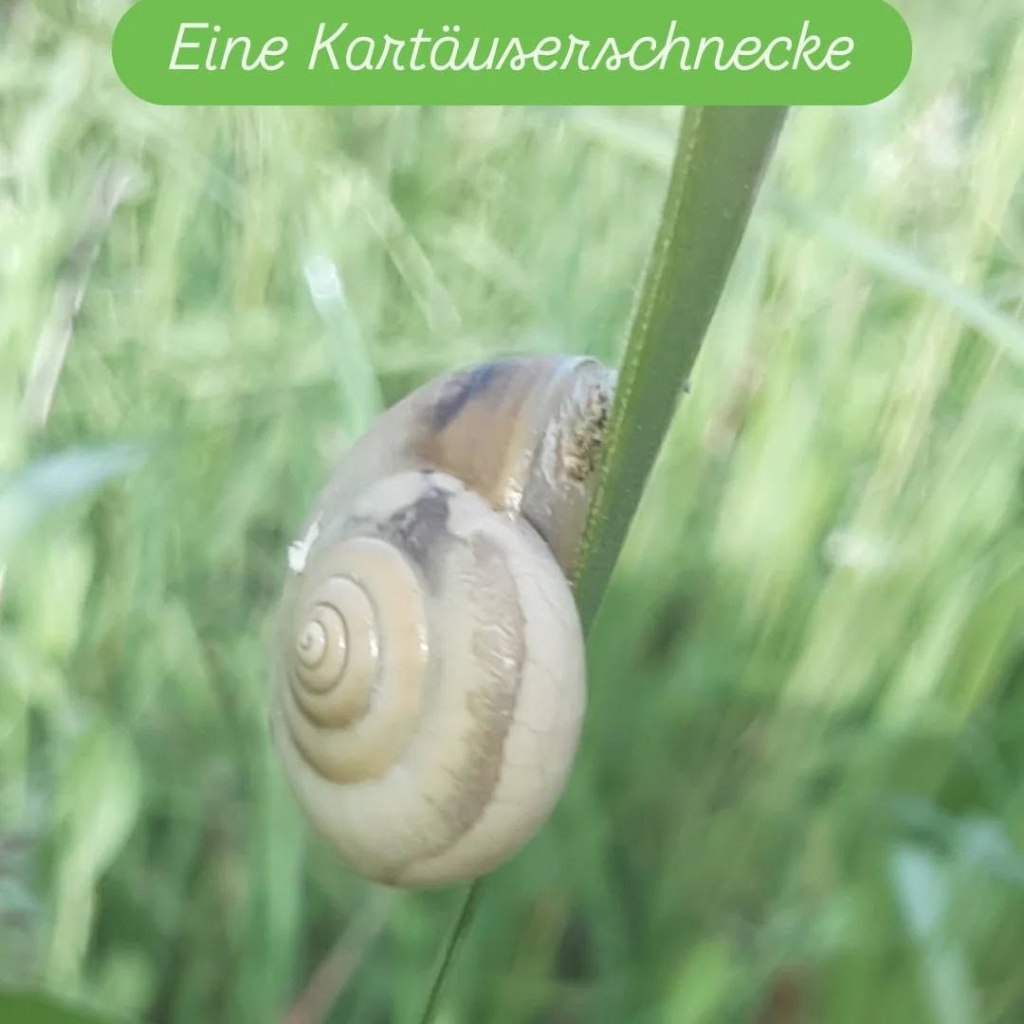 Kartäuserschnecke