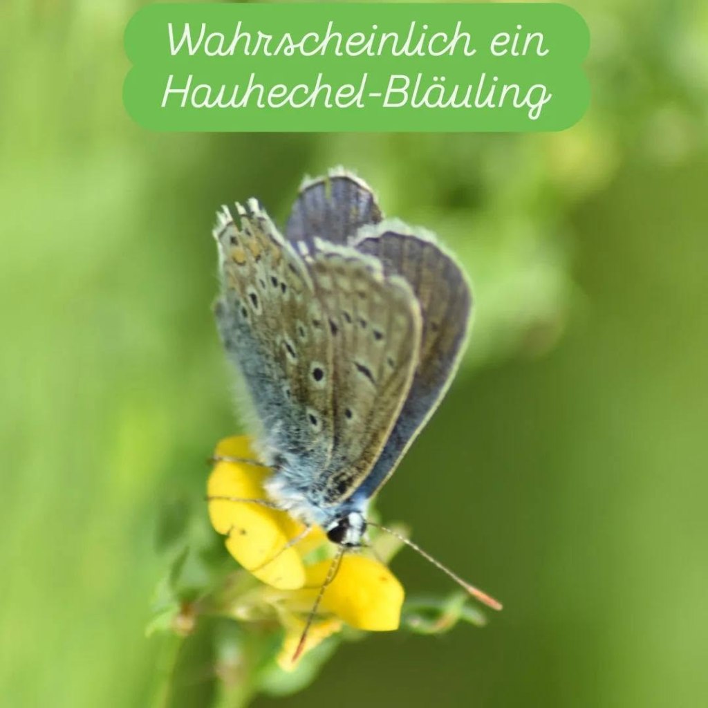 Hauhechel-Bläuling