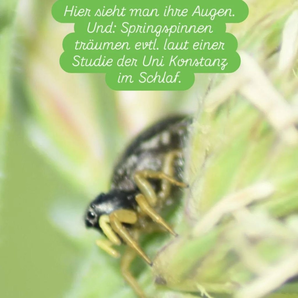 Sonnenspringer