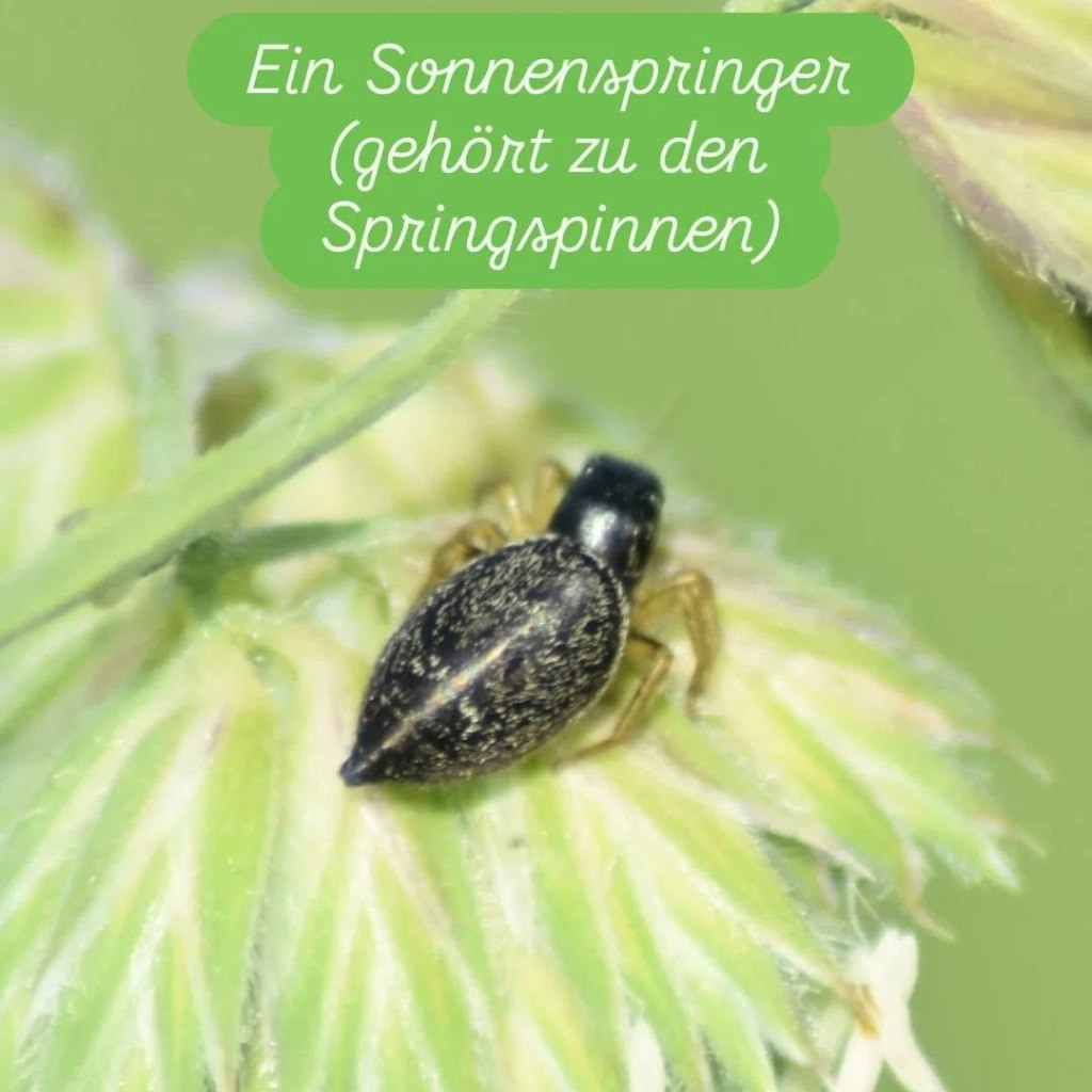 Sonnenspringer