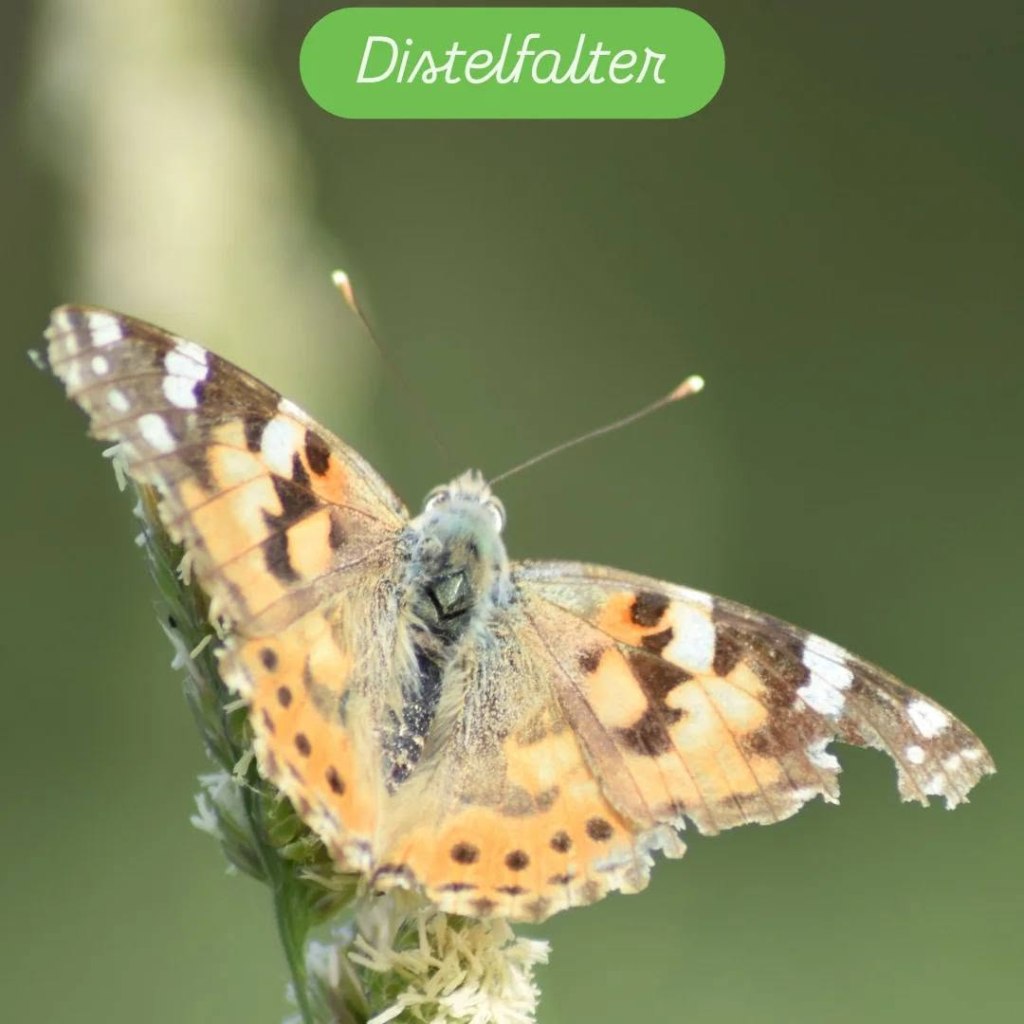 Distelfalter