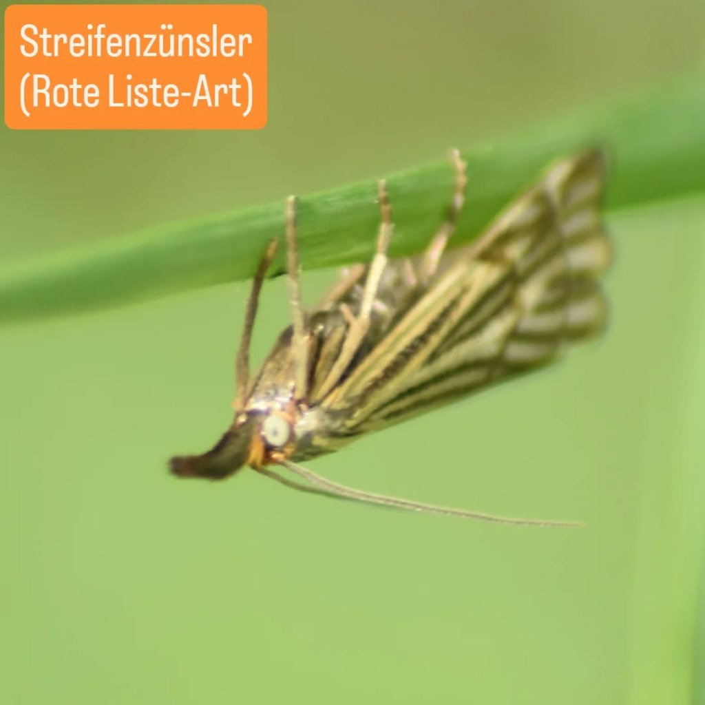 Streifenzünsler