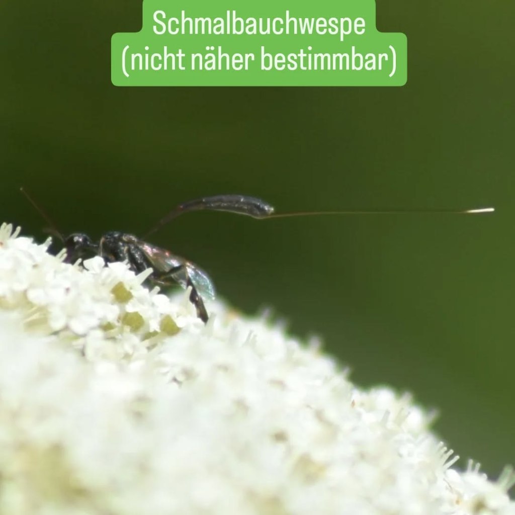 Schmalbauchbiene