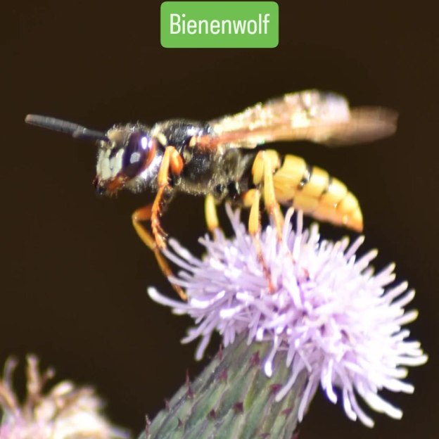 Bienenwolf auf Distel-Blüte